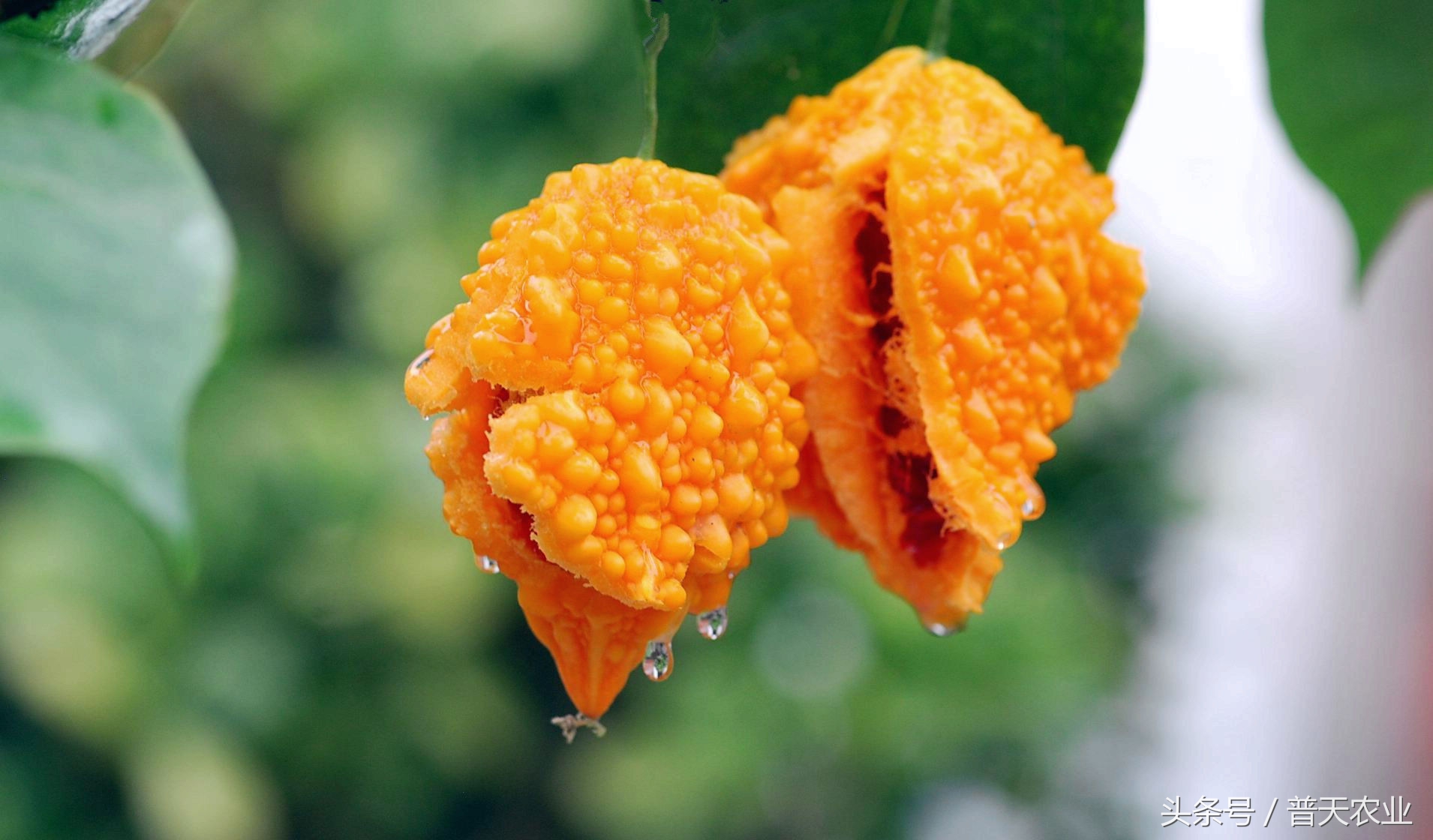 癞葡萄的种植方法和技术,癞葡萄种植方法和注意事项