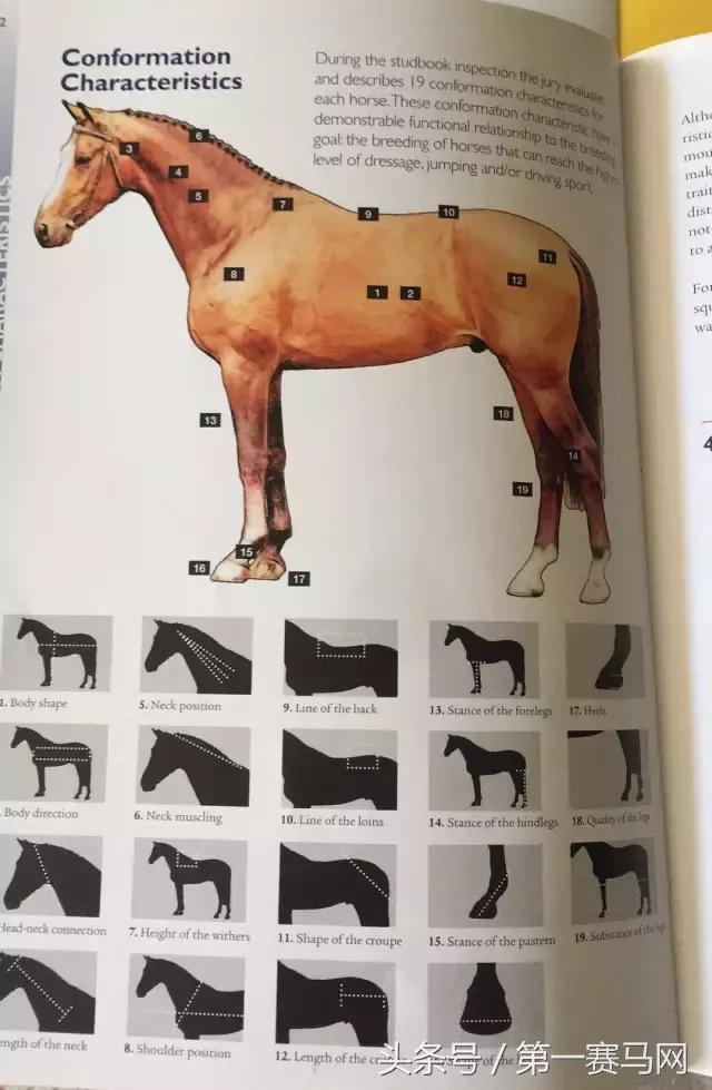 怎么样从国外进口马,从国外如何买马匹