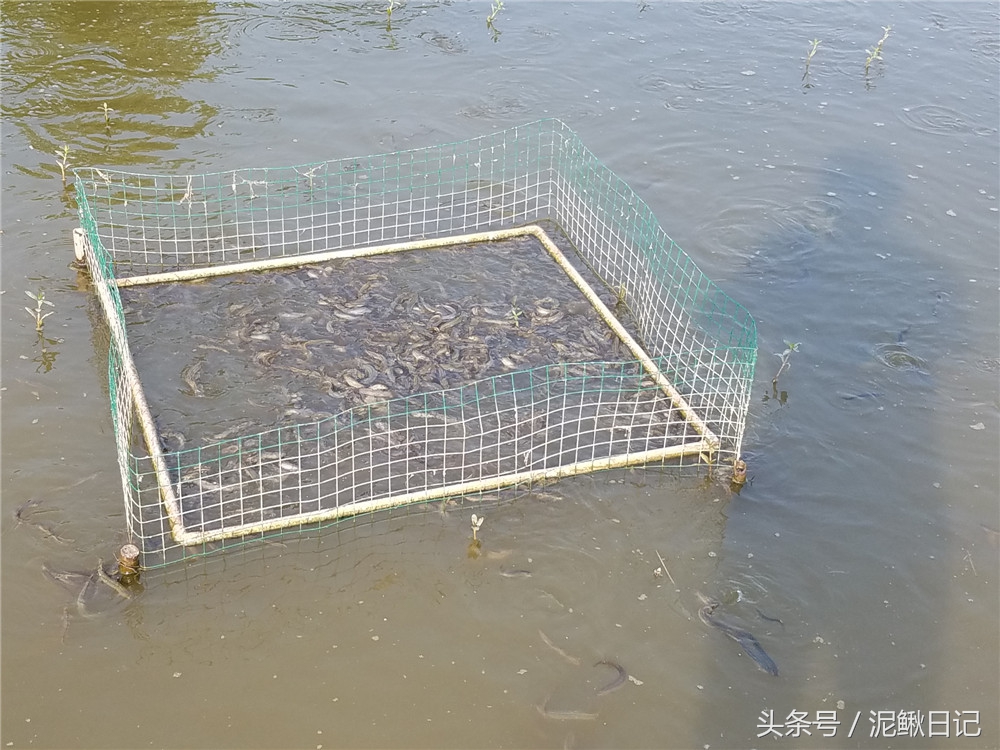 创业养殖鲫鱼,养殖泥鳅和鲫鱼哪个效益高