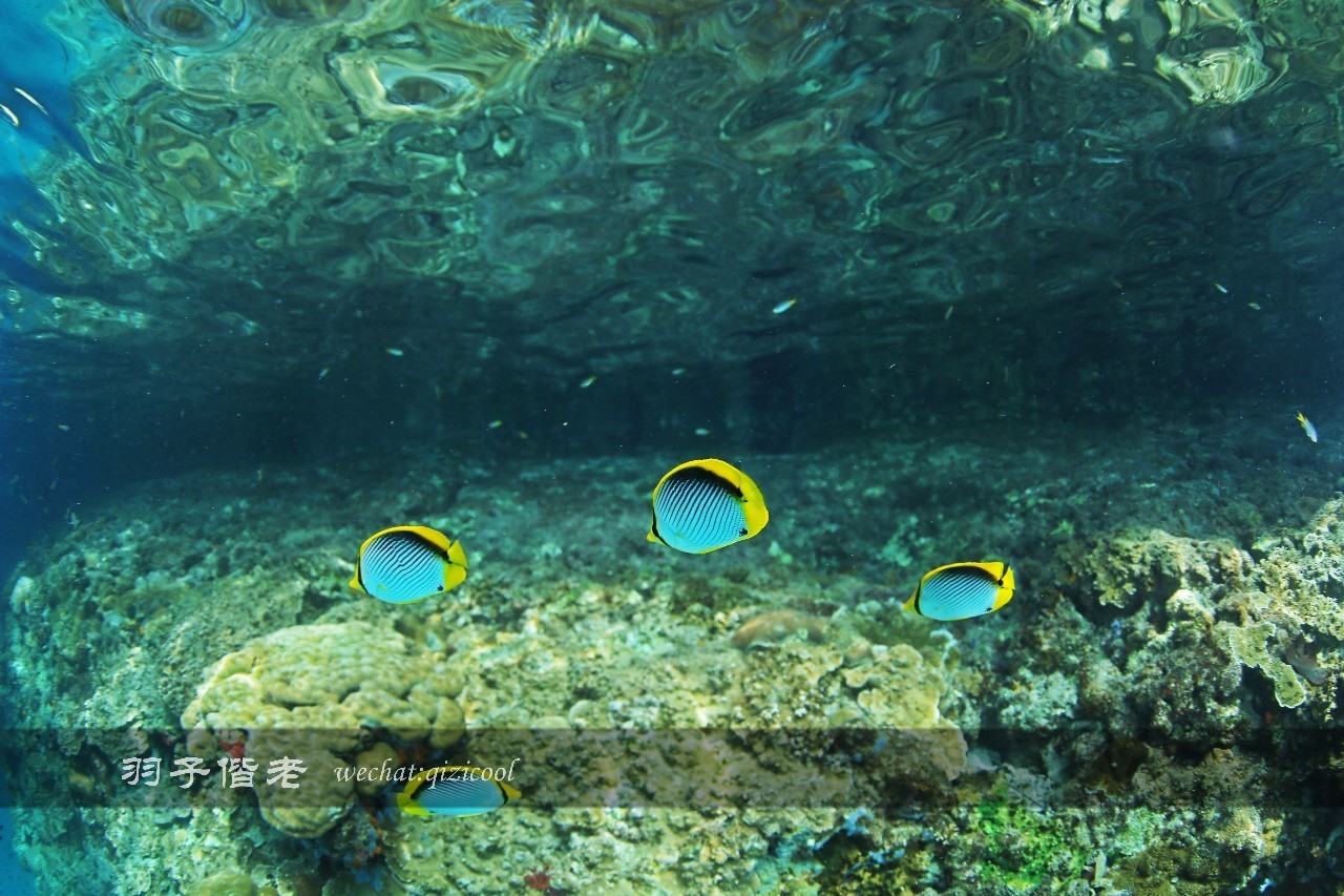 帕劳旅行真实感受,三次帕劳是一种什么体验