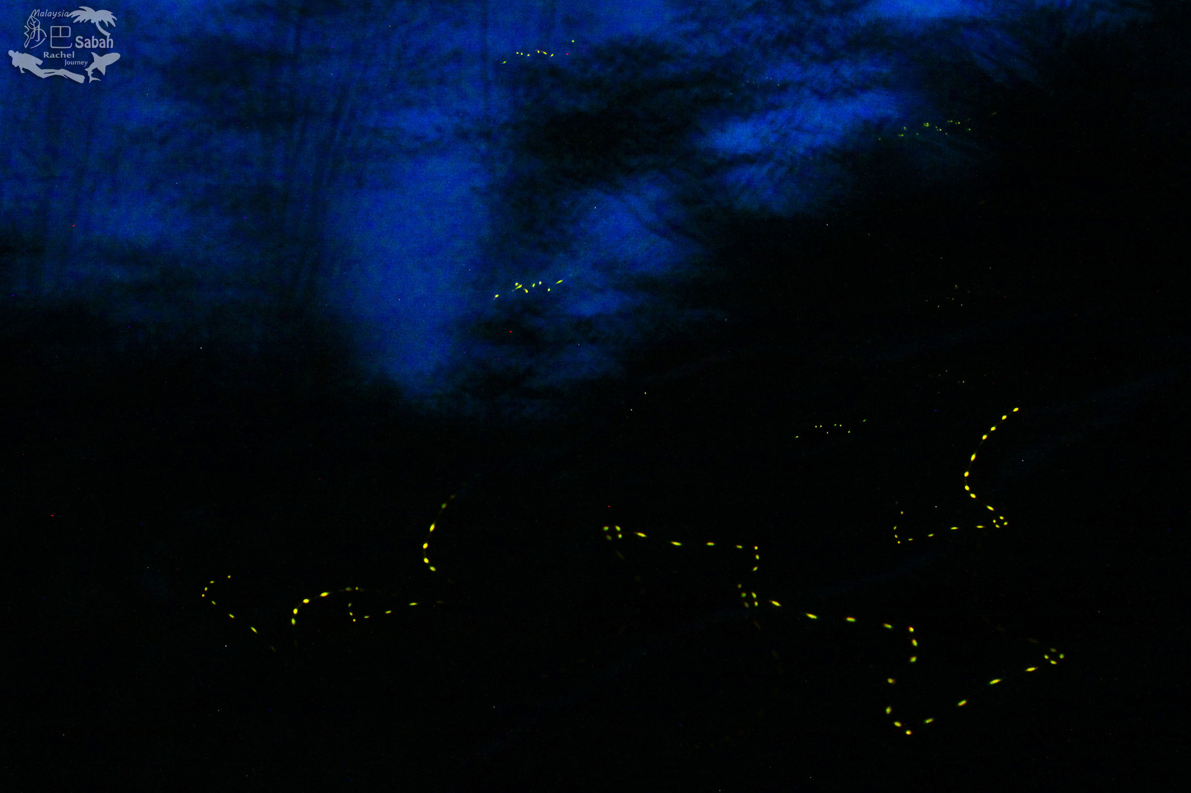 热带雨林是毒还是美威士顿红树林里有怎样的奥秘