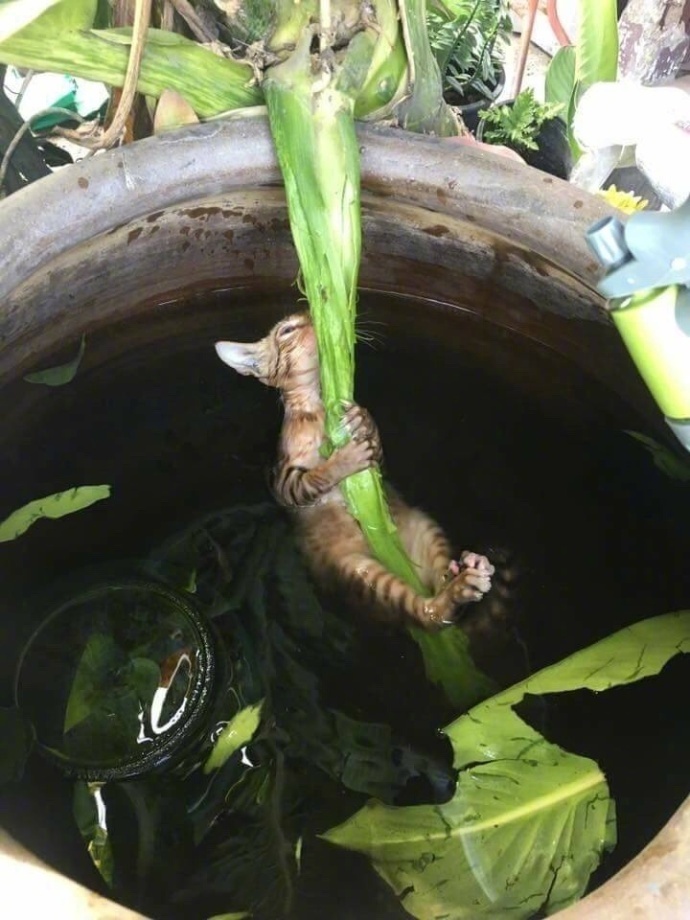 给猫咪敷面膜,猫咪面膜