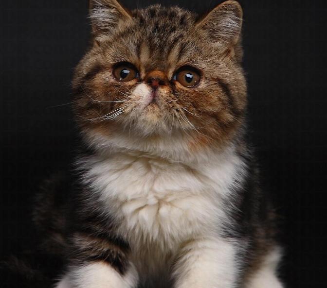 真正加菲猫十分可爱,真实的加菲猫