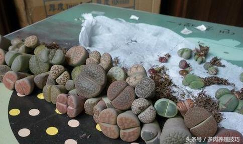 生石花徒长怎么救,生石花根干枯