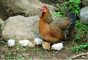 中医理中汤配比,理中汤治病原理