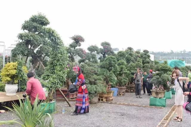 云南花海之行,云南花海基地旅游攻略