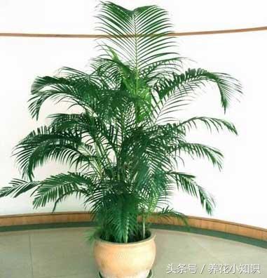 4种超好养的盆栽,耐养又好看的盆栽