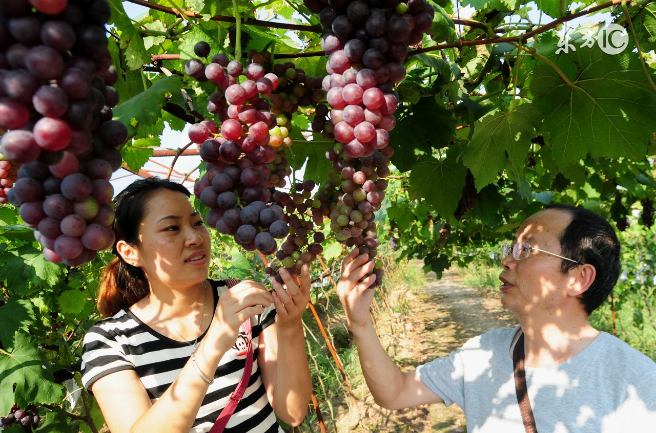 文旦、提子、蛇果、车厘子、凤梨vs柚子、葡萄、苹果、樱桃、菠萝，这些洋名儿你中招了没？
