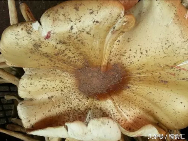 野生菌的食用与安全,野生菌安全吃法