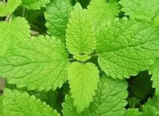 夏季37度高温薄荷如何养,薄荷是夏天的植物