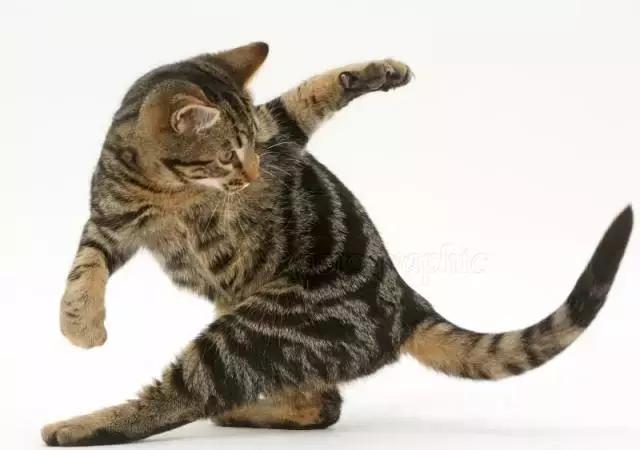 猫为什么不能摸小猫尾巴,大猫不给舔小猫屁股怎么回事