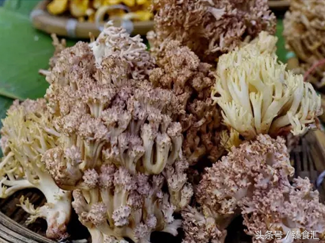 野生菌的食用与安全,野生菌安全吃法