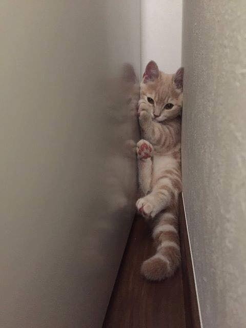 橘猫奇怪睡姿,橘猫睡了一觉