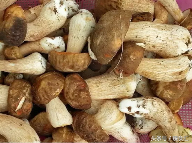 野生菌的食用与安全,野生菌安全吃法