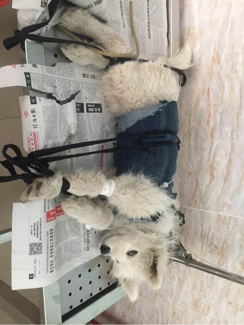 萨摩耶被挑染,萨摩耶细小治疗全过程