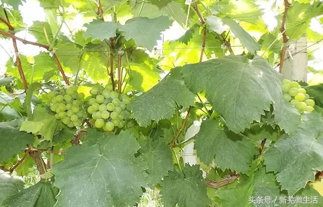 采摘葡萄正当时,采摘梨子正当时