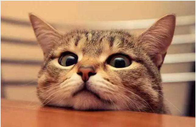 养猫容易让孕妇流产？孕期谣言大拆招！