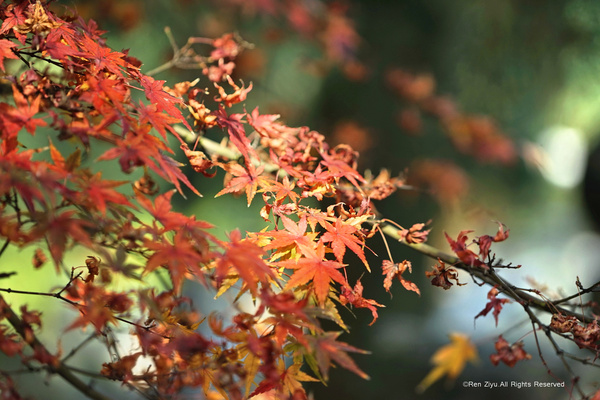 日本九州篇福冈,日本九州7天旅游攻略推荐