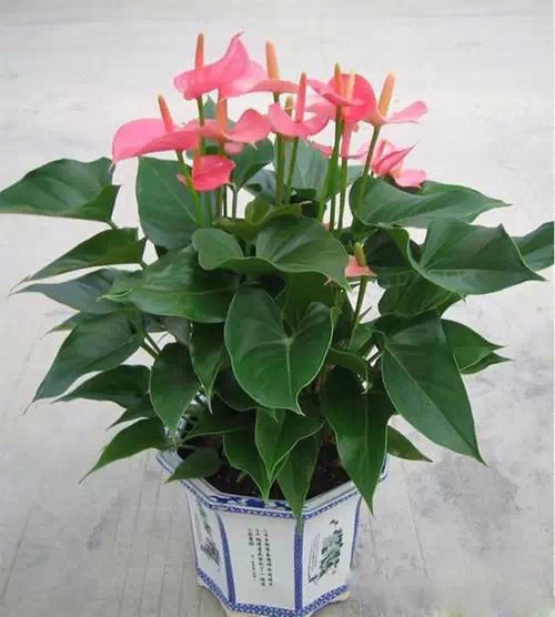 为什么我老是把花养死了,花养死了要丢掉吗