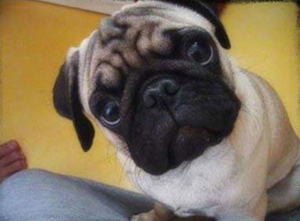 英伦城邦效果图,英伦城邦房子质量