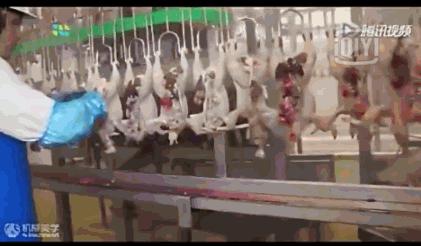 看看外国人是怎样宰牛的,德国杀鸡的全过程