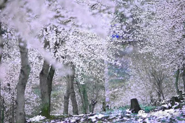 世界观赏樱花的3个地方,看樱花了吗