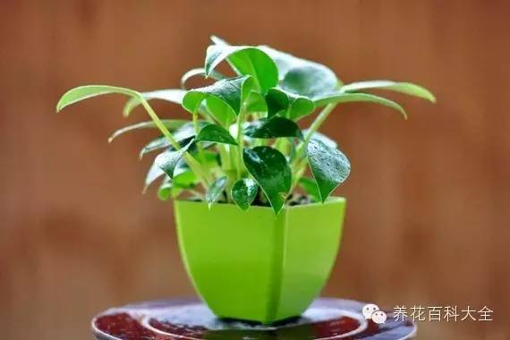 金钻四季浇水,四季开花大叶红金钻