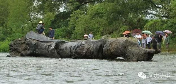 乌木的最新市场交易价格,乌木价格一般多少钱一斤