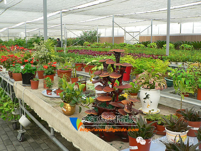 大连西郊花卉园艺,大连西郊园林公园花卉超市