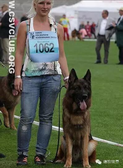 原创|德牧名犬：超越一切，无需说明欧门