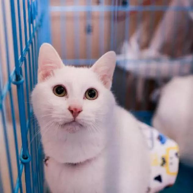 2022上海宠物领养中心官网,上海宠物领养日申请领养概率