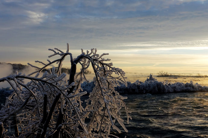 尼亚加拉珍稀冰酒,尼亚加拉冰酒