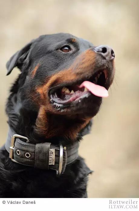 赛罗的宠物罗威纳犬,罗威纳犬犬种