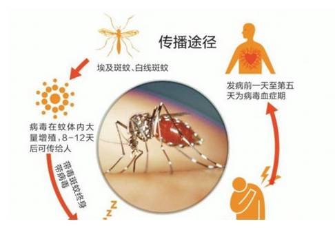 怎么知道登革热症状,介绍一下登革热病