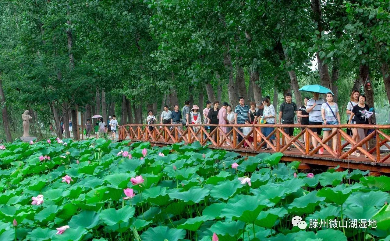 微山湖风景区万亩荷花旅游攻略,微山湖荷花美