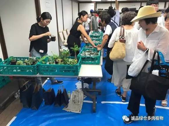 日本第二届多肉特卖会