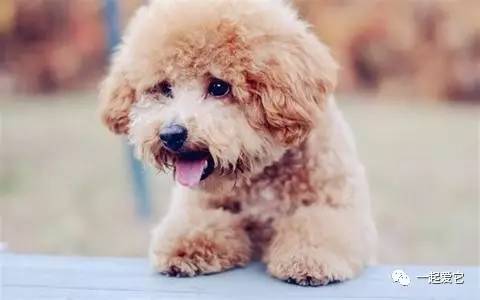 养宠知识狗狗呕吐了怎么办,狗狗掉毛10大原因及解决方法