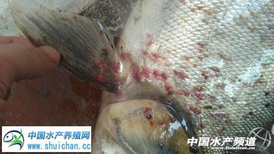 锚头鳋病鱼会自然自愈吗,锚头鳋对鱼的危害