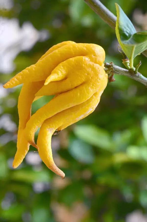 佛手柑精油的功效及作用,佛手柑精油对女人的好处多多