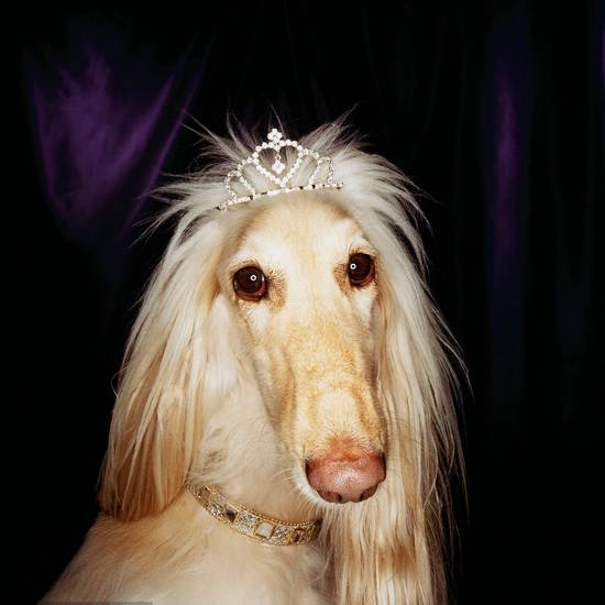 狗中美男子德牧,阿富汗猎犬最有气质的狗