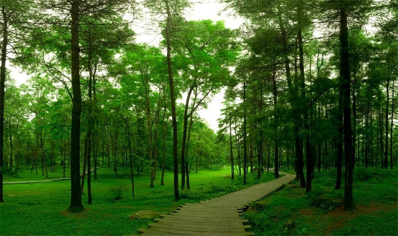 贵州值得一去的原生态村在哪里,贵州世界十大森林旅游胜地之一