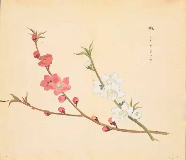 寻溯·花与草的诗情画意