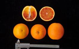 柑橘新优良种类,柑橘新品种介绍视频