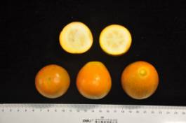 柑橘新优良种类,柑橘新品种介绍视频