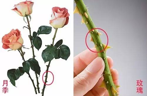 月季和玫瑰的区别在哪里呢,玫瑰与月季的区别在哪里