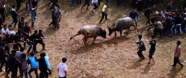 苗寨斗牛风俗视频,苗寨斗牛活动