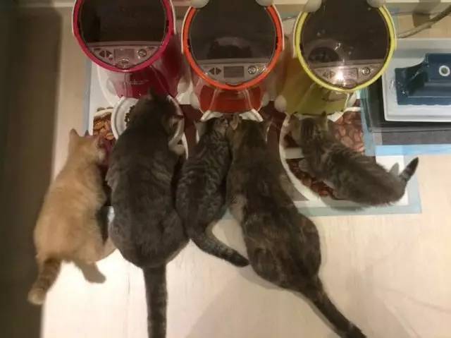 铲屎官帮助猫,铲屎官为防止猫身材走样