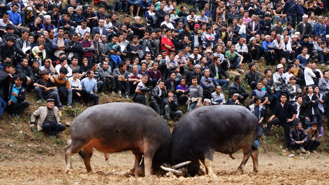 苗寨斗牛风俗视频,苗寨斗牛活动