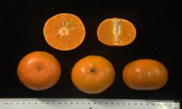 柑橘新优良种类,柑橘新品种介绍视频