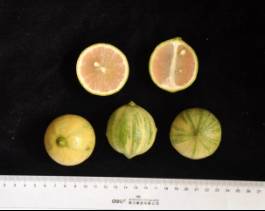 柑橘新品种选育及发展概况,带你认识柑橘新优品种